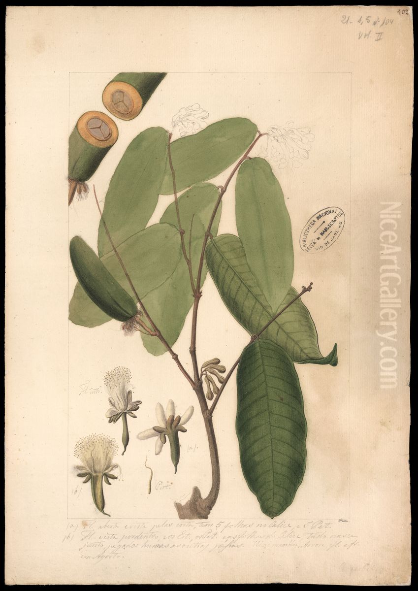 (Conepia carysocalyx, Benth) Oil Painting by Jose Joaquim Freire