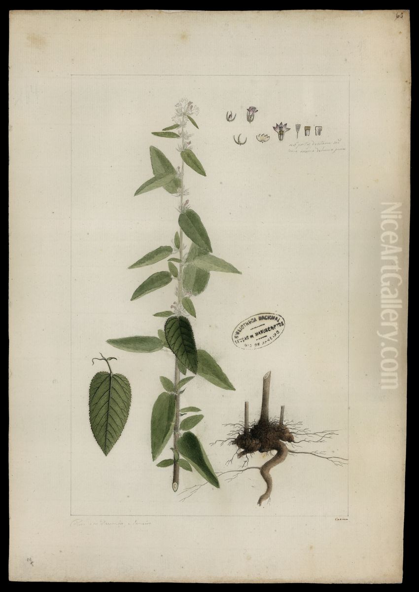 (Corchorus) Oil Painting by Joaquim Jose Codina