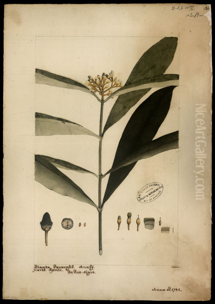 (Cotalia resinifera) Oil Painting by Joaquim Jose Codina