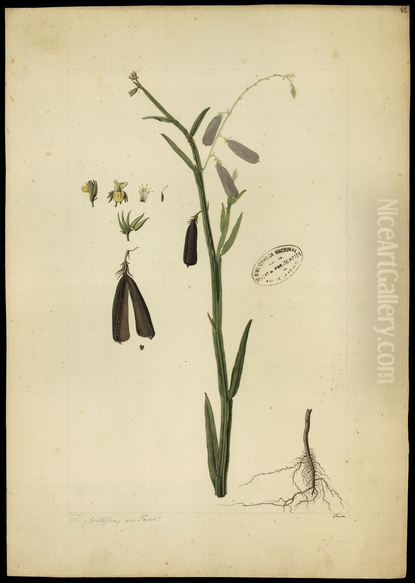 (Crotalaria pterocaula) Oil Painting by Jose Joaquim Freire