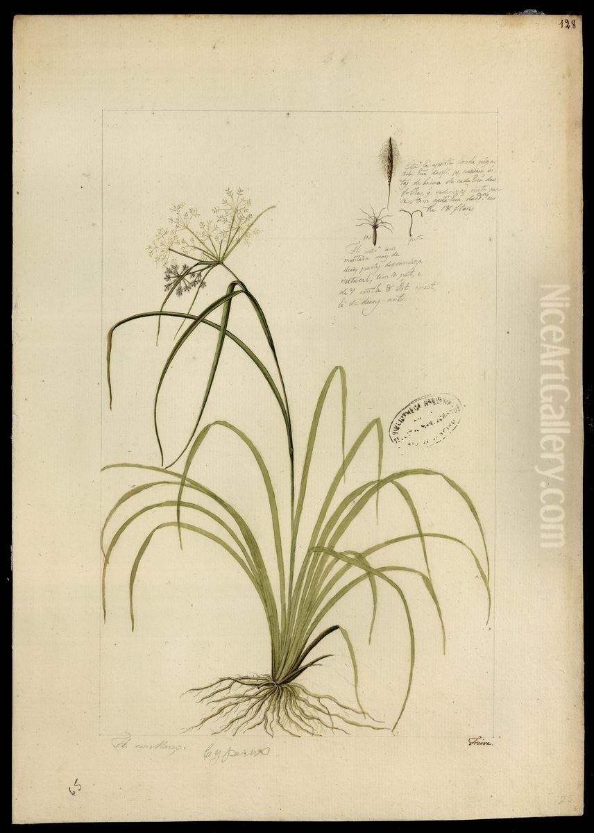 (Cyperacea) Oil Painting by Jose Joaquim Freire