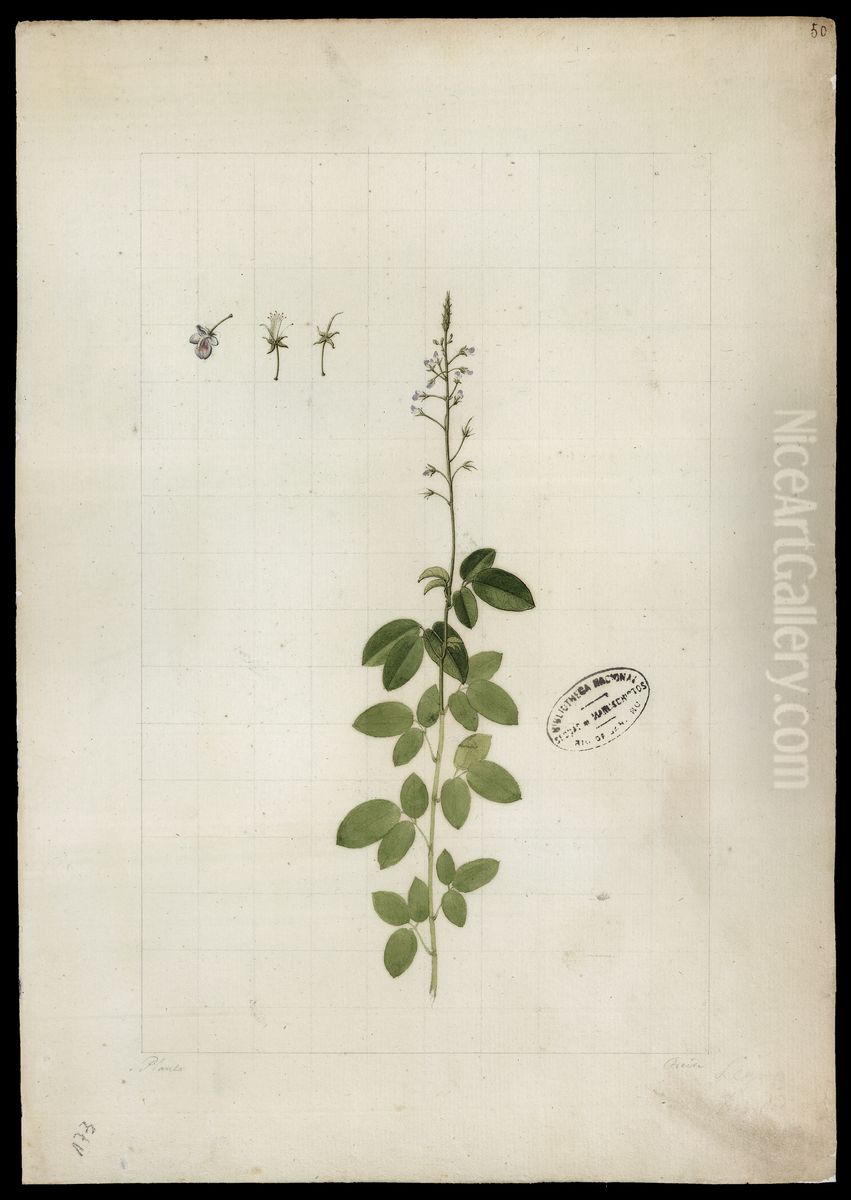 (Desmodium) Oil Painting by Jose Joaquim Freire