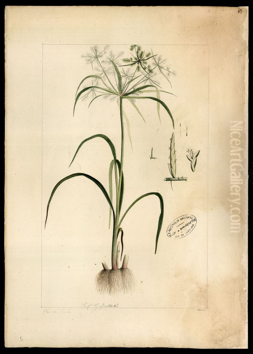 (Diclidium) Oil Painting by Joaquim Jose Codina