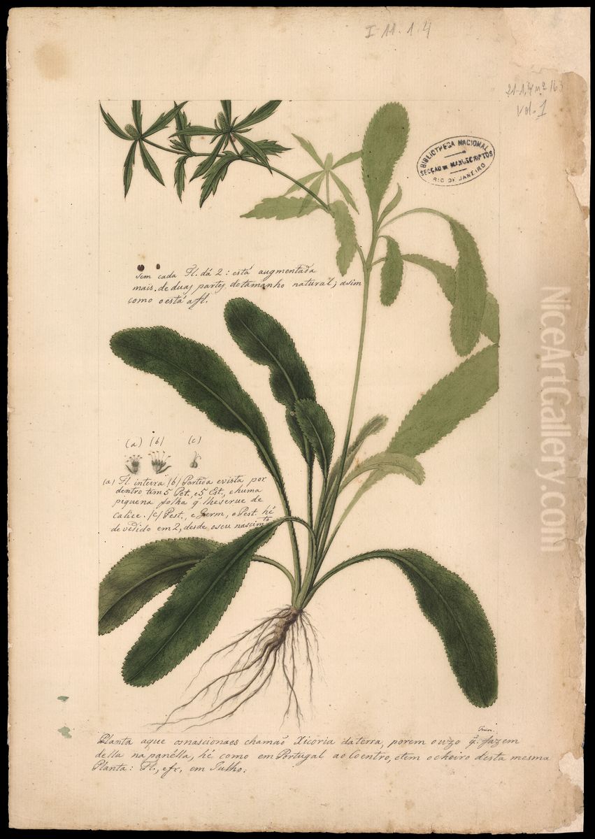 (Eryngium, Sp) Oil Painting by Jose Joaquim Freire