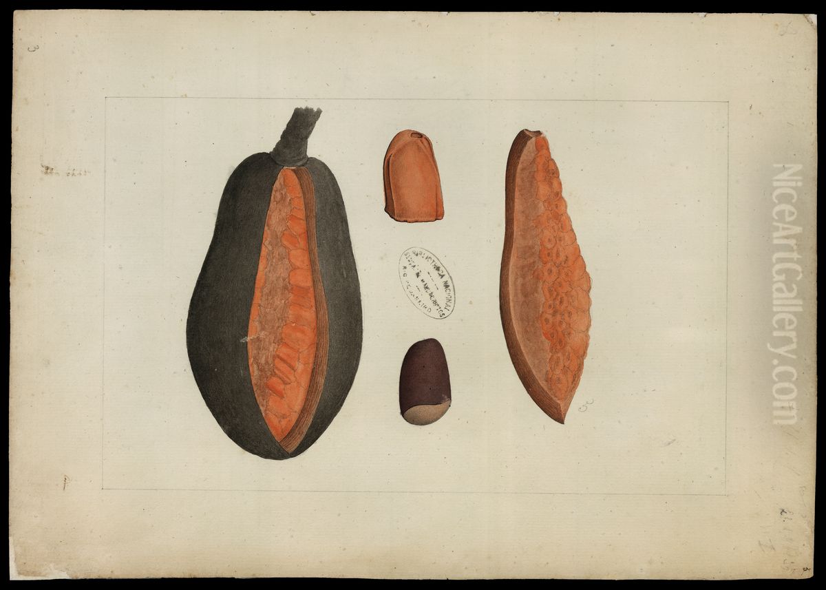 (Flora brasileira sem identificacao) Oil Painting by Joaquim Jose Codina