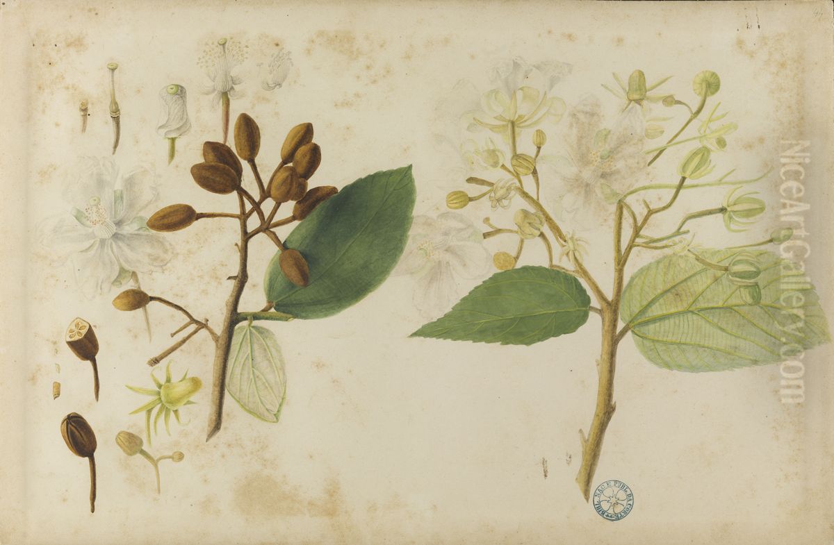 (Folhas, flores e frutos) Oil Painting by Jose Carlos dos Reis Carvalho