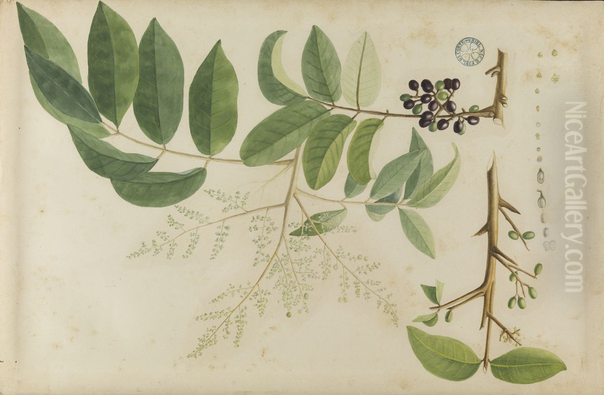 (Folhas, flores e frutos) Oil Painting by Jose Carlos dos Reis Carvalho