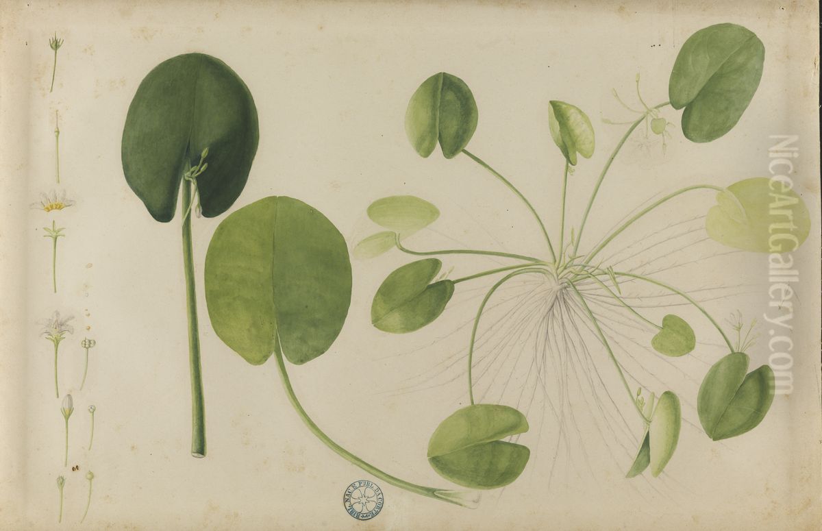 (Folhas, flores e raizes Oil Painting by Jose Carlos dos Reis Carvalho