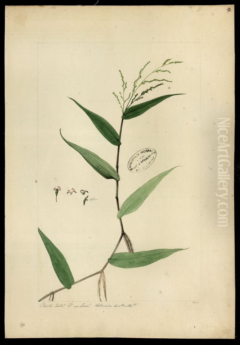 (Graminea) Oil Painting by Jose Joaquim Freire