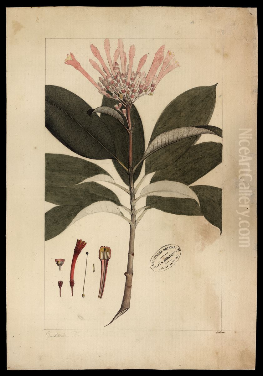 (Guettarda) Oil Painting by Joaquim Jose Codina