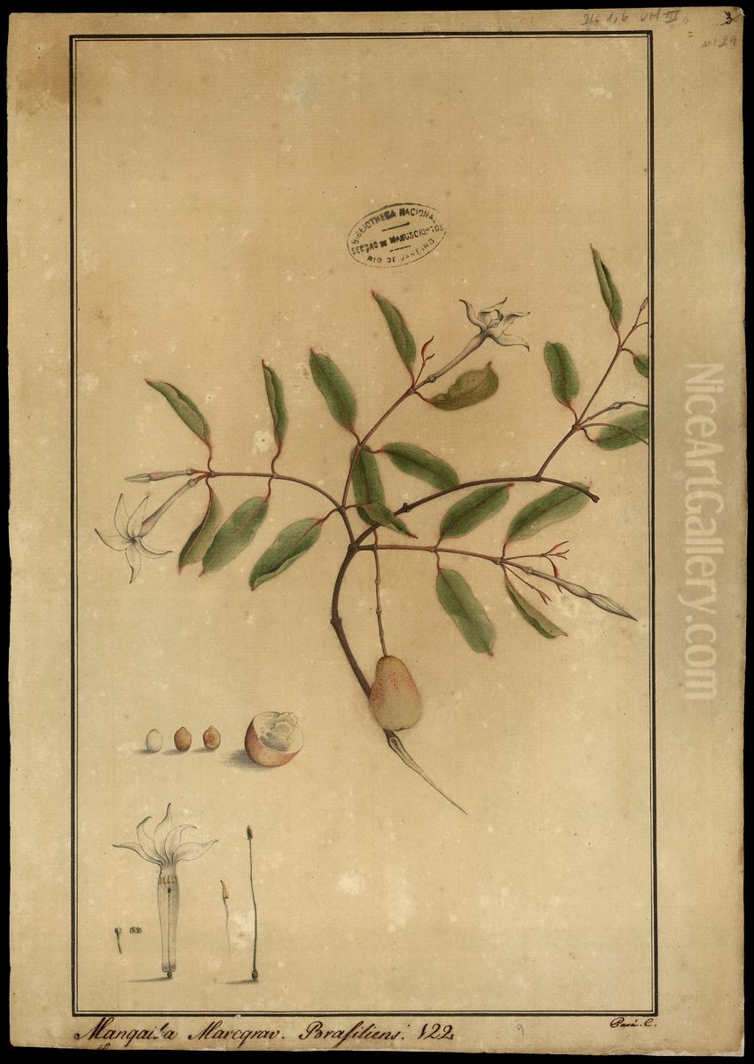 (Hancormia speciosa, Gom) Oil Painting by Joaquim Jose Codina