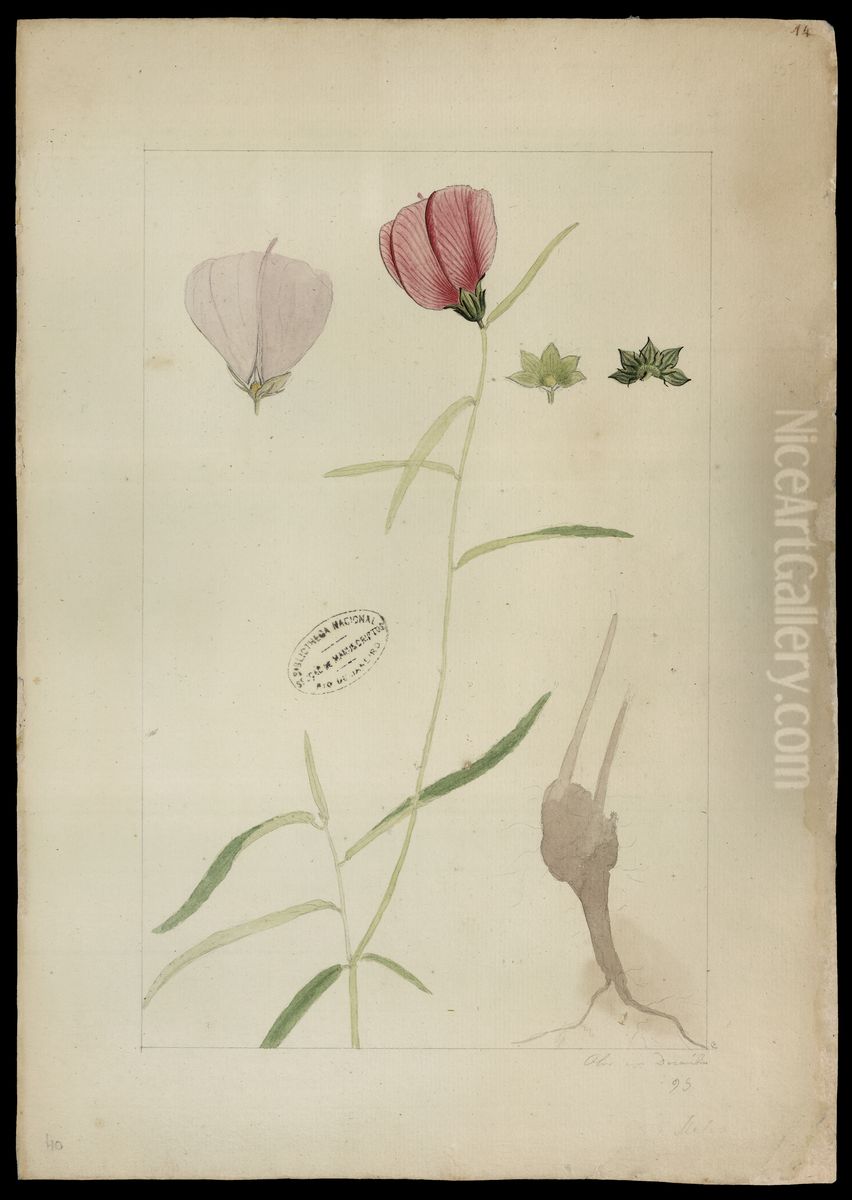 (Hibiscus) Oil Painting by Joaquim Jose Codina