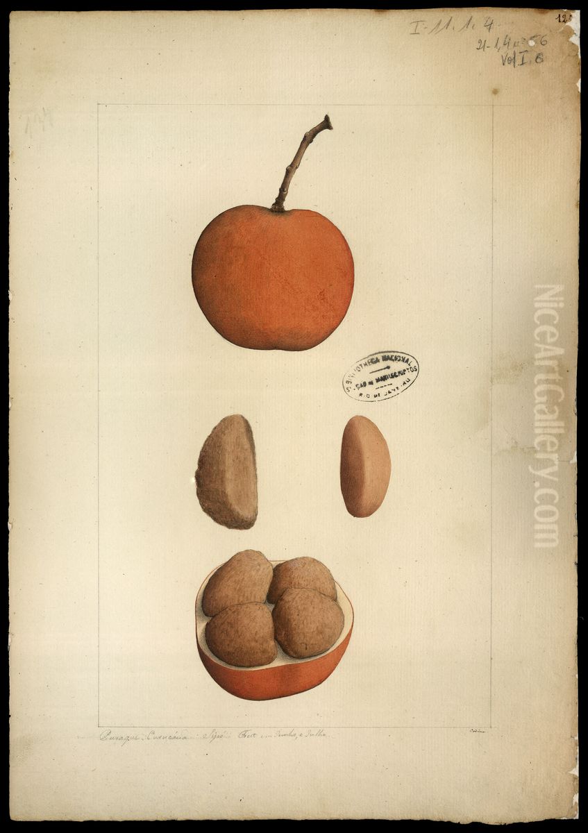 (Hippocratteaceae salacia) Oil Painting by Joaquim Jose Codina