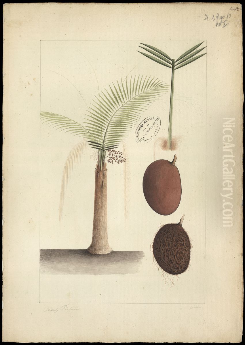 (Leopoldimia piassaba) Oil Painting by Joaquim Jose Codina