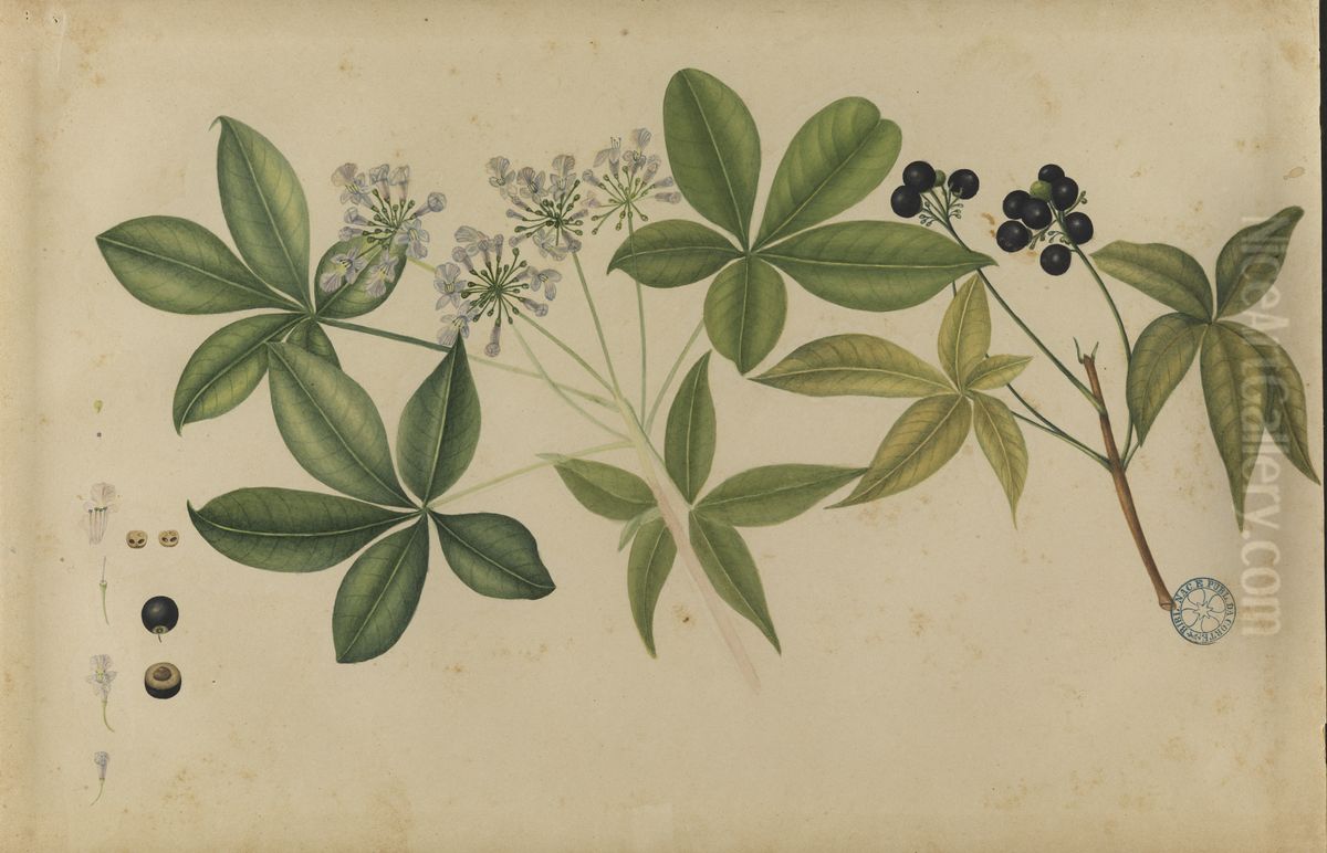 (Ligustro, alfeneiro Oil Painting by Jose Carlos dos Reis Carvalho