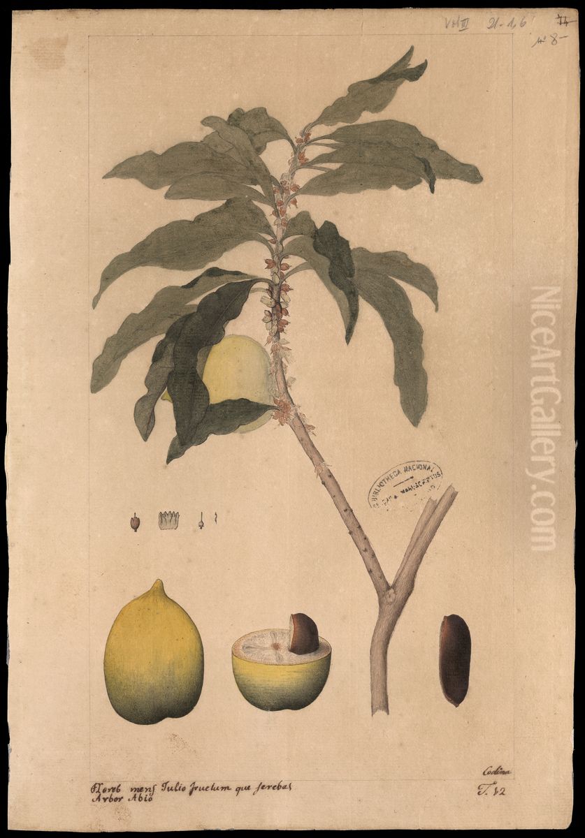 (Lucuma caimito) Oil Painting by Joaquim Jose Codina