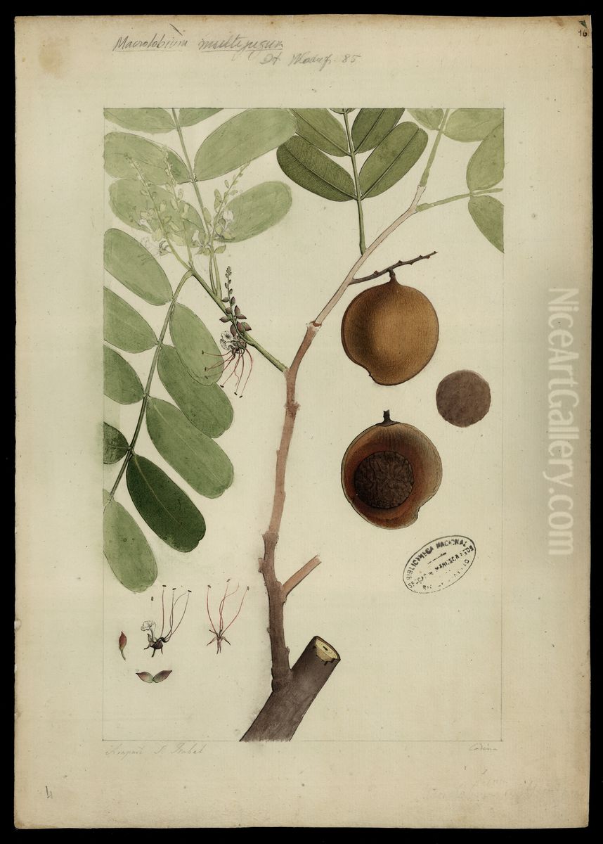 (Macrolobum) Oil Painting by Joaquim Jose Codina