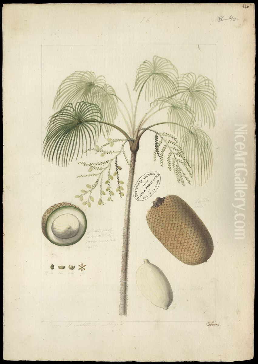 (Mauritia vinifera) Oil Painting by Jose Joaquim Freire