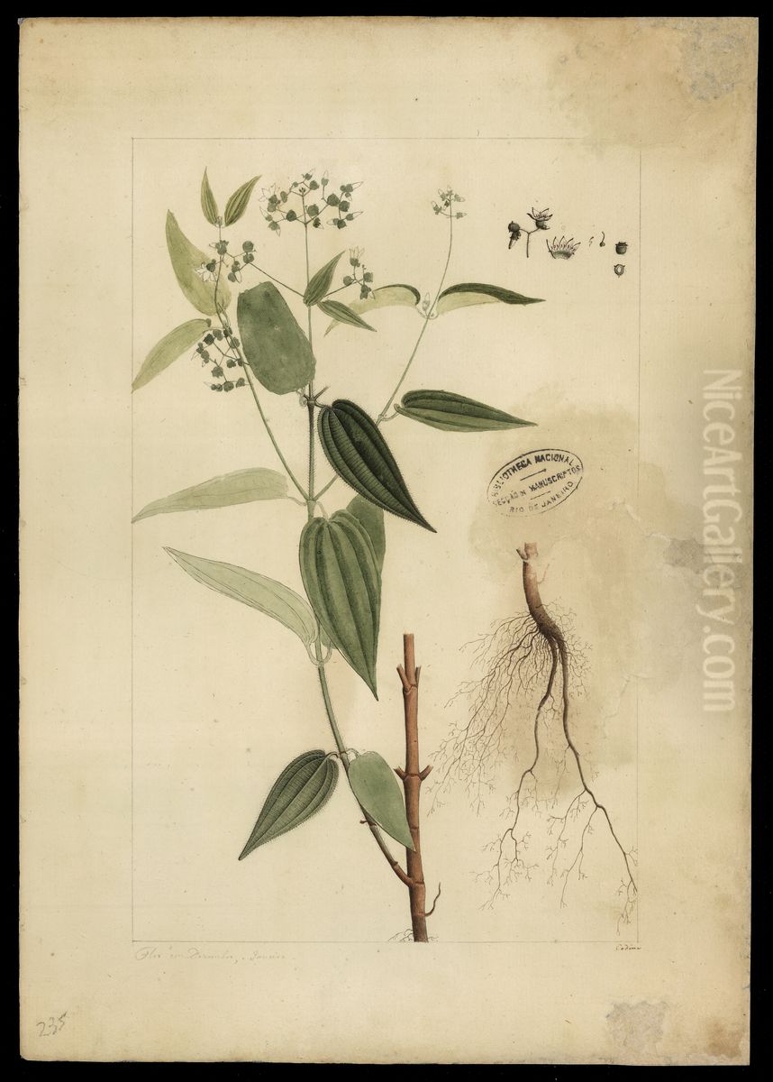 (Melastomacea) Oil Painting by Joaquim Jose Codina