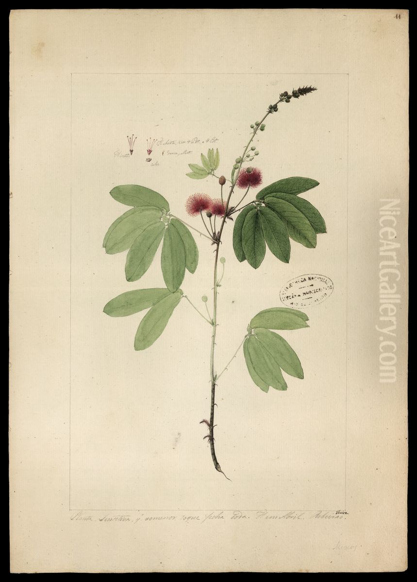 (Mimosa) Oil Painting by Jose Joaquim Freire