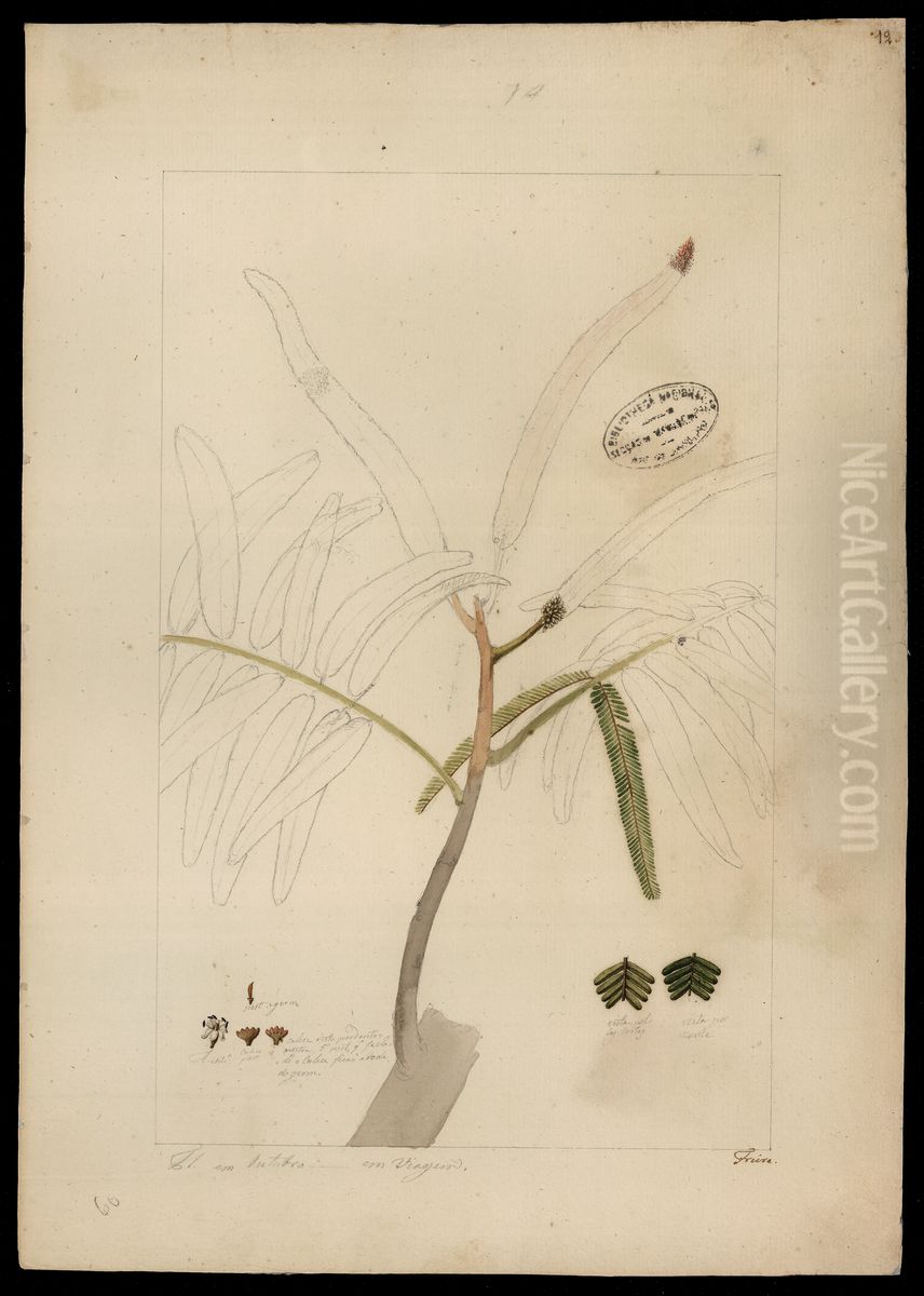 (Mimosa) Oil Painting by Jose Joaquim Freire