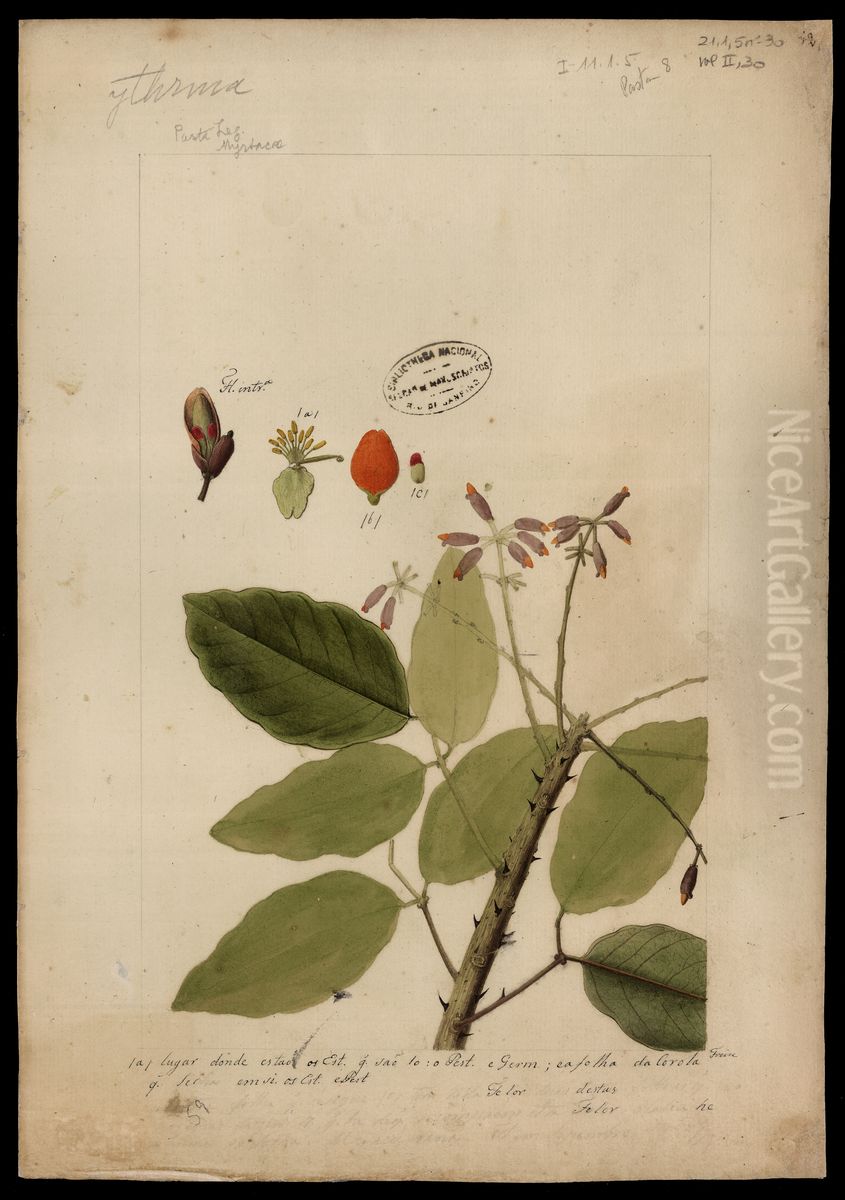 (Myrtacea) Oil Painting by Jose Joaquim Freire