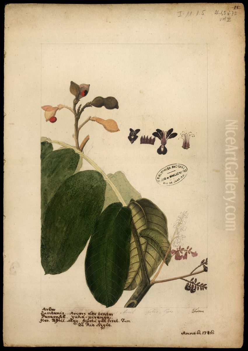 (Ormosia) Oil Painting by Jose Joaquim Freire