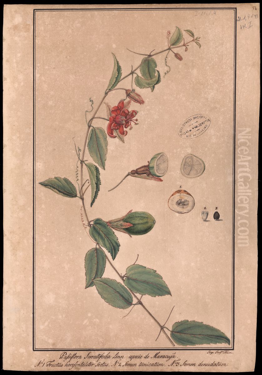 (Passiflora serratifolia, Linn) Oil Painting by Jose Joaquim Freire