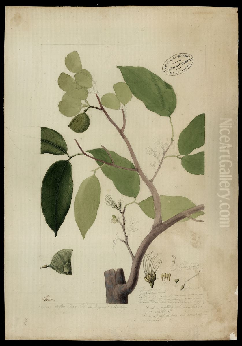 (Peltogyne densiflora, Spr) Oil Painting by Jose Joaquim Freire