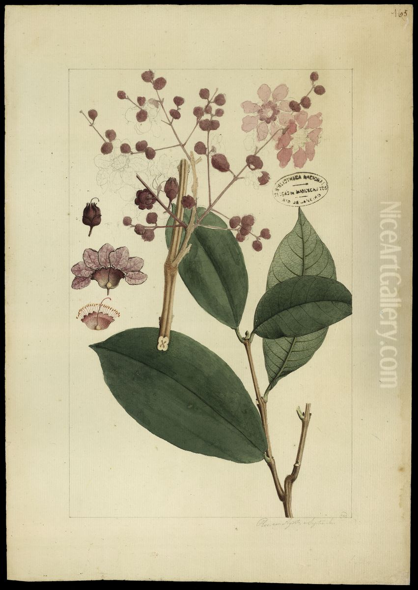 (Physocalyma florida, Pohl) Oil Painting by Joaquim Jose Codina