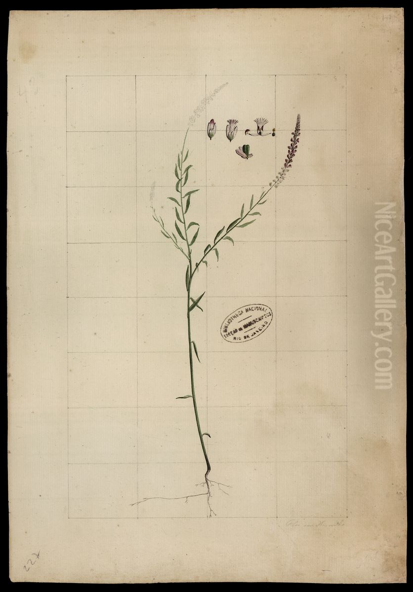 (Polygala) Oil Painting by Jose Joaquim Freire