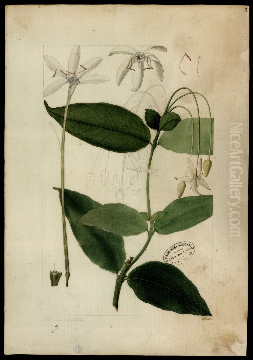 (Posoqueria longiflora, Aubl) Oil Painting by Jose Joaquim Freire