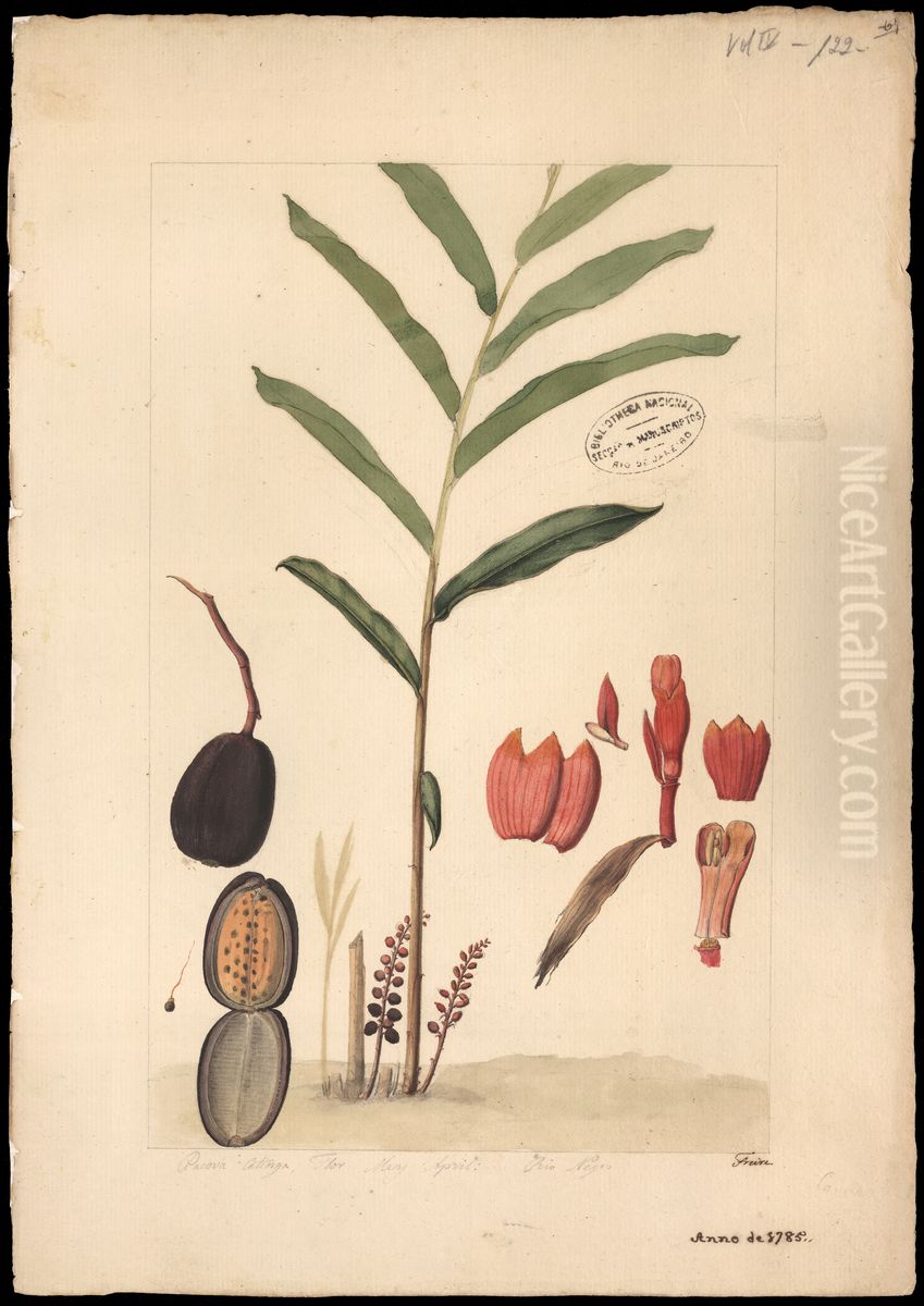 (Renealmia) Oil Painting by Jose Joaquim Freire