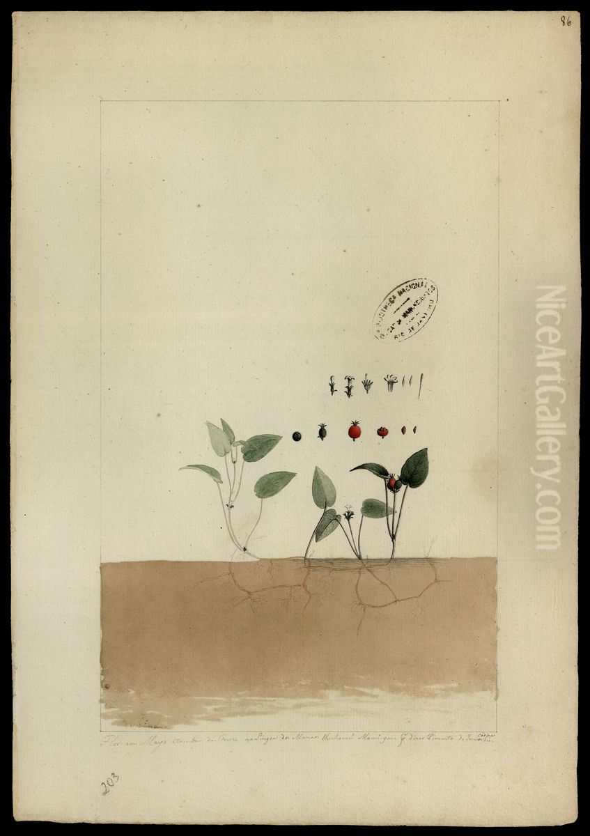 Sem identificacao botanica Oil Painting by Joaquim Jose Codina