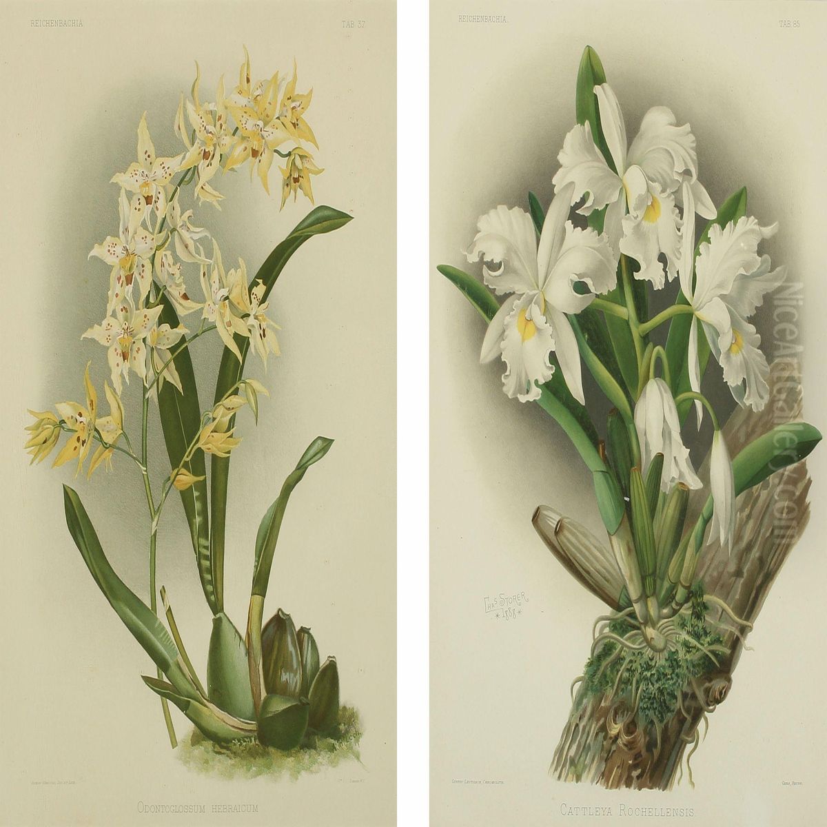 Odontoglossum Hebraicum Oil Painting by Gustave Joseph Cheret