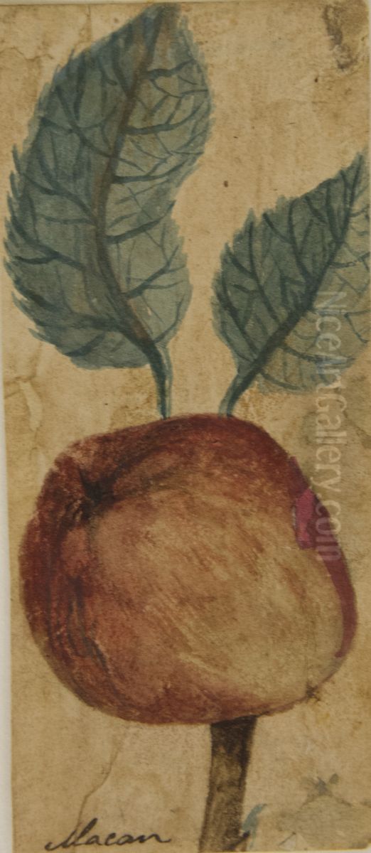 Desenho de Planta - Album M A B A D - Prancha N.7 Oil Painting by unknown