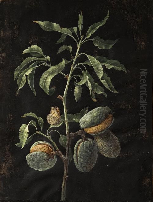 Ramo Di Mandorlo Con Una Farfalla Oil Painting by Margaretha Barbara Dietzsch
