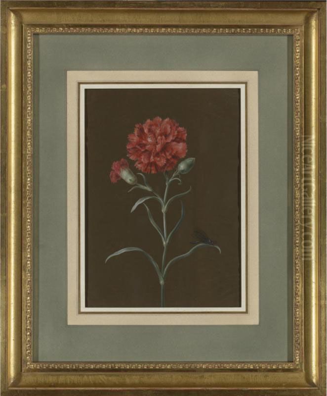 A Carnation With Fly Oil Painting by Margaretha Barbara Dietzsch