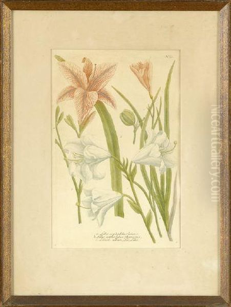 Narcissus And Various Lilies Oil Painting by Georg Dionysius Ehret