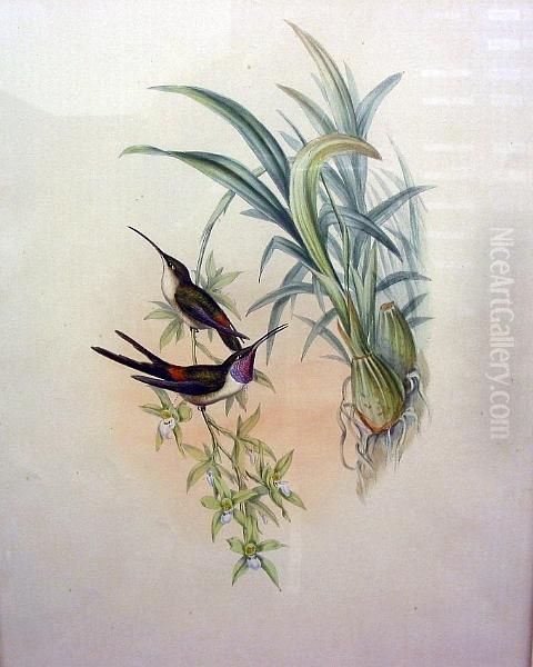 Campylopteurs Delattrei; Eulampis Juglaris; Rhodopis Vespera Oil Painting by Ottto Donner Von Richter