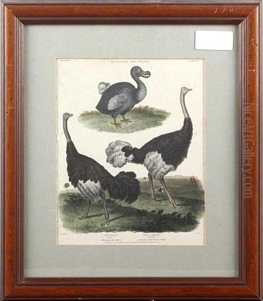 Dodo And Ostrich Oil Painting by Sydenham Teast Edwards
