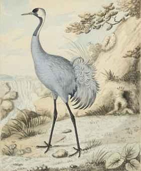 Study Of A Crane Oil Painting by Sydenham Teast Edwards