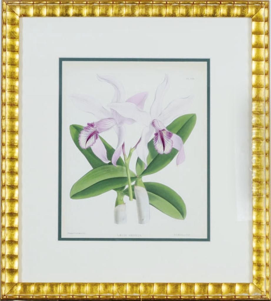 [orchids]: Nine Plates Oil Painting by John Nugent Fitch