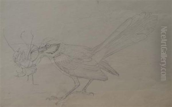 A Male Roadrunner Catching A Whiptail Scorpion Oil Painting by Louis Agassiz Fuertes