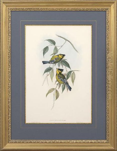 Parus Xanthogenys Oil Painting by Gould, John & Richter, H.C.