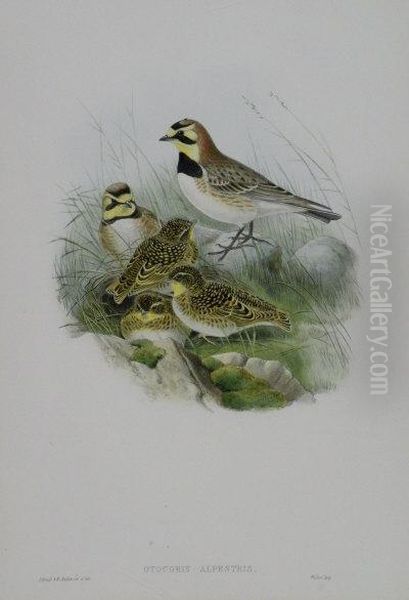 The Shore Lark Oil Painting by Gould, John & Richter, H.C.