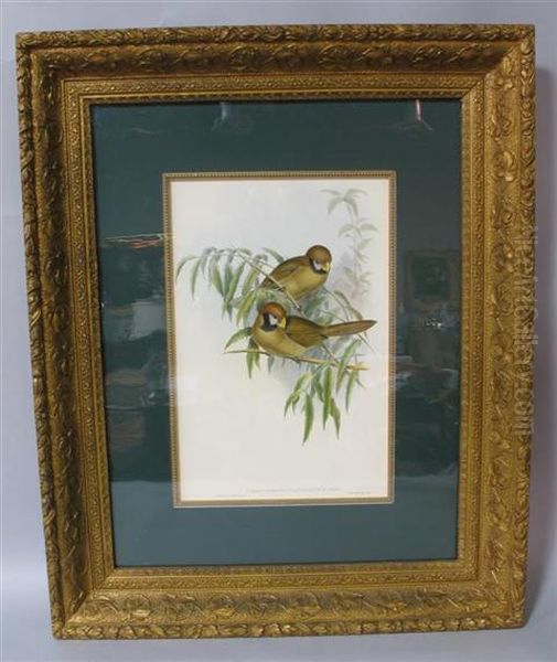 Paradoxornis Flavirostris Oil Painting by Gould, John & Richter, H.C.