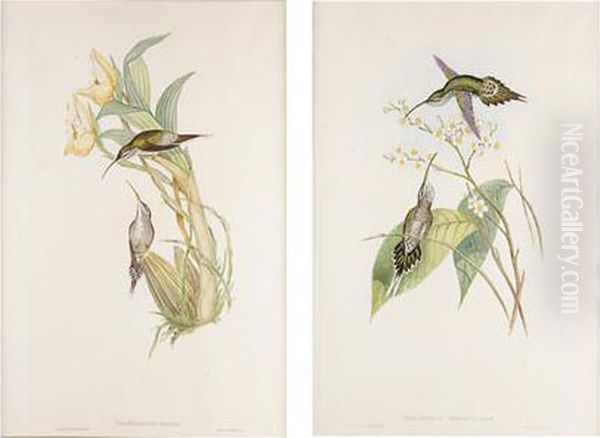 Hummerbird Studies Oil Painting by Gould, John & Richter, H.C.