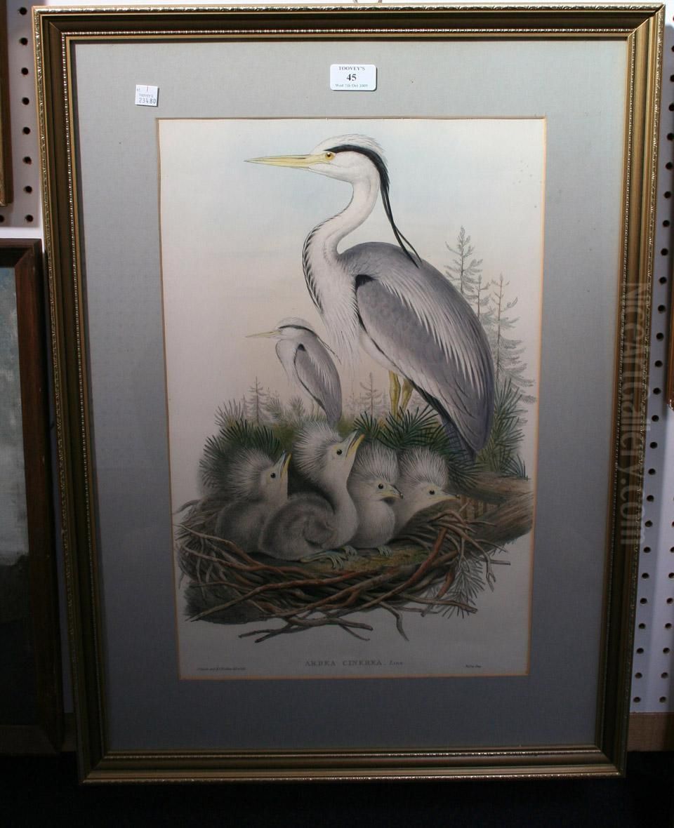 Ardea Cinerea Oil Painting by Gould, John & Richter, H.C.