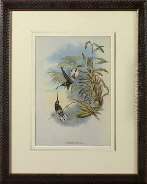 Glaucis Rucker Oil Painting by Gould, John & Richter, H.C.